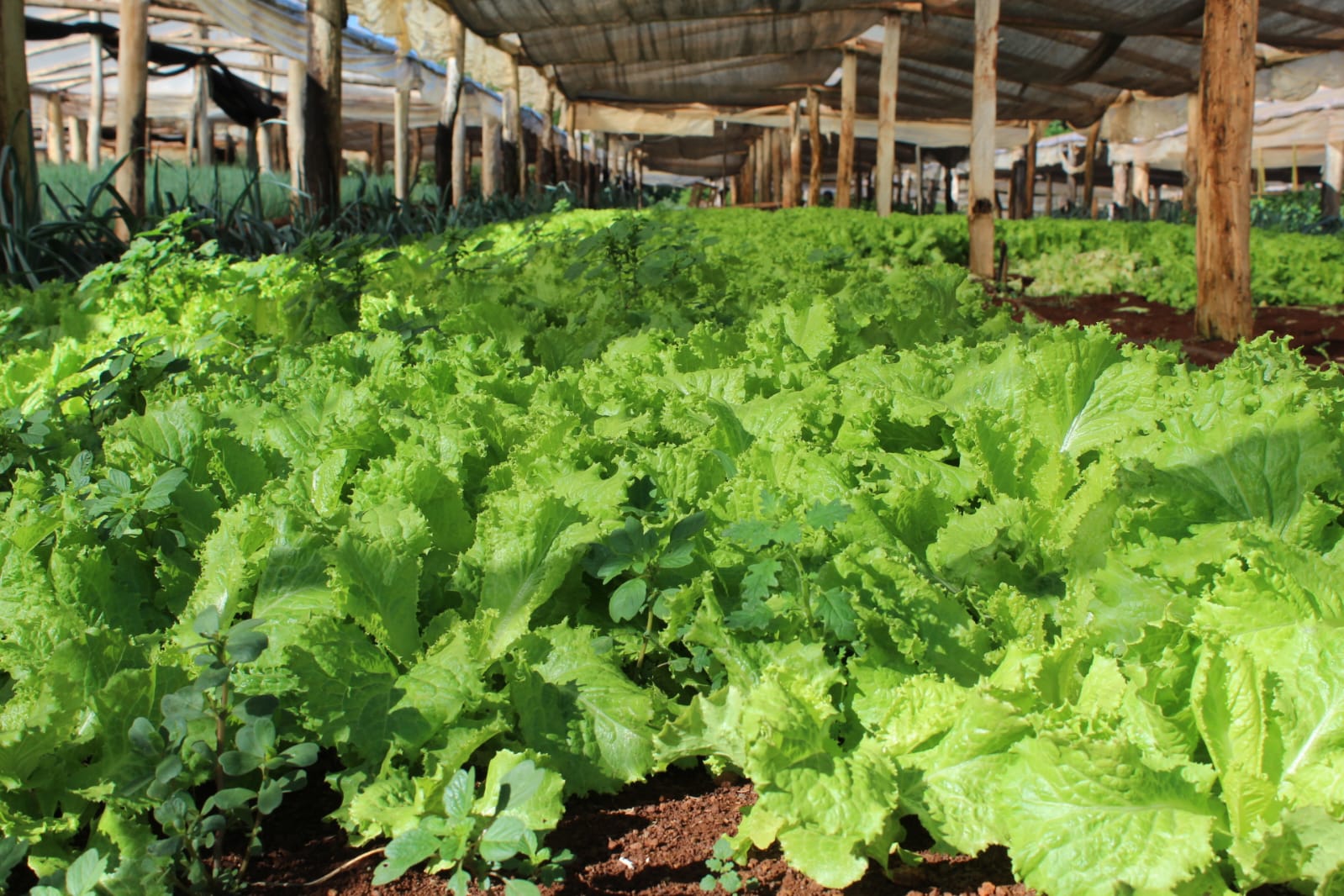 Más aportes para fortalecer la producción hortícola y las Buenas Prácticas Agrícolas imagen-2