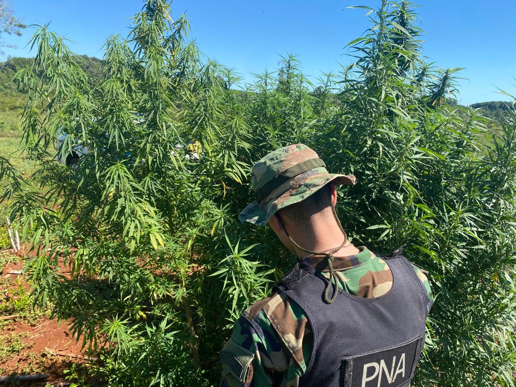 Prefectura secuestró más de 40 kilos de plantas de marihuana en Garuhapé imagen-2