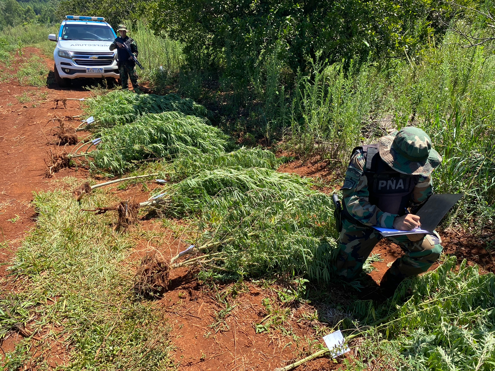Prefectura secuestró más de 40 kilos de plantas de marihuana en Garuhapé imagen-6