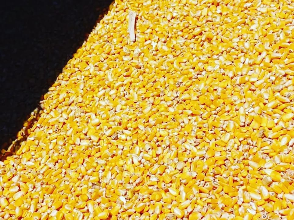Más de 316 mil kilos de maíz y soja ya fueron secuestrados en los primeros días del año imagen-6