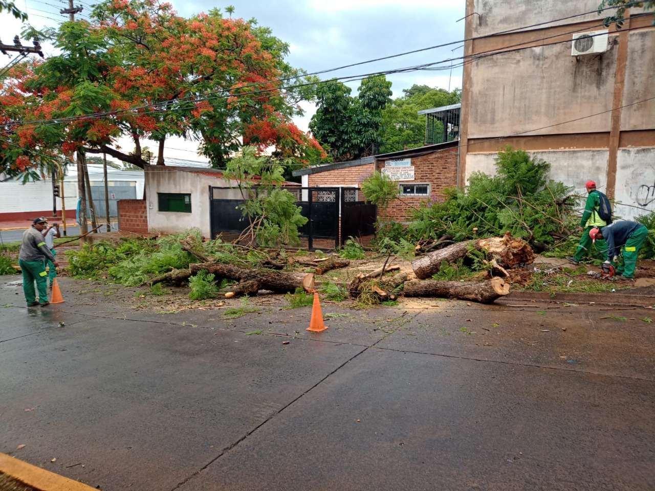 Posadas: retiran árboles caídos y reparan semáforos luego de la tormenta imagen-2