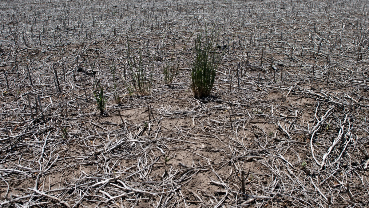 Sequía: el Gobierno invertirá $70.000 millones para asistir a productores imagen-4