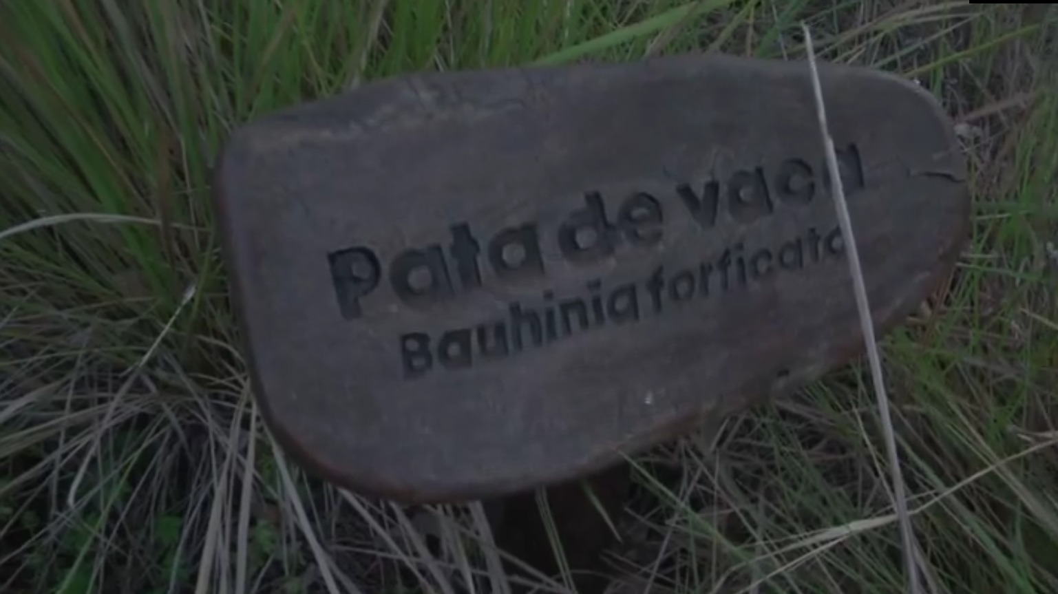 Reserva Urbana Itá: el pequeño pero vistoso botón de muestra de la biodiversidad misionera imagen-2