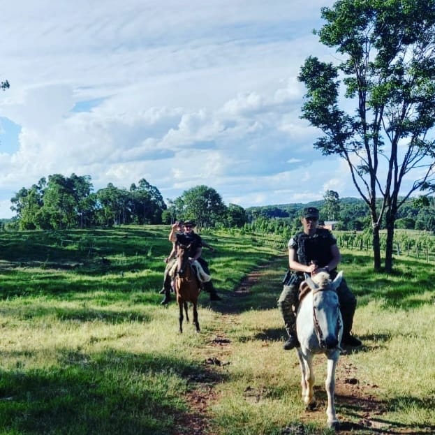 Destacan que operativos policiales en zonas rurales lograron reducir en un 80% los robos de yerba, un 65% el abigeato y el apeo ilegal cayó a la mitad imagen-12