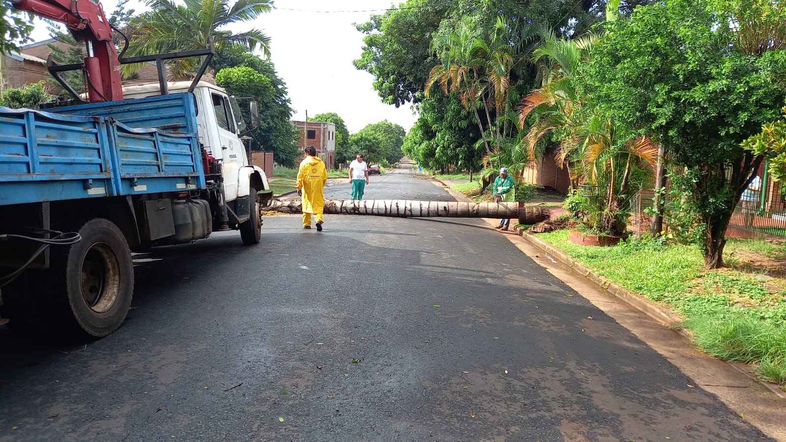 Cuadrillas municipales despejan árboles y ramas caídas durante el temporal imagen-2
