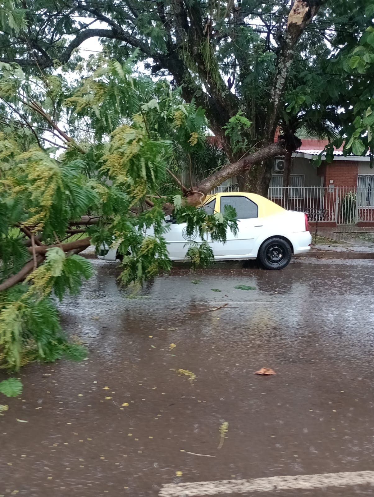 Cuadrillas municipales despejan árboles y ramas caídas durante el temporal imagen-4