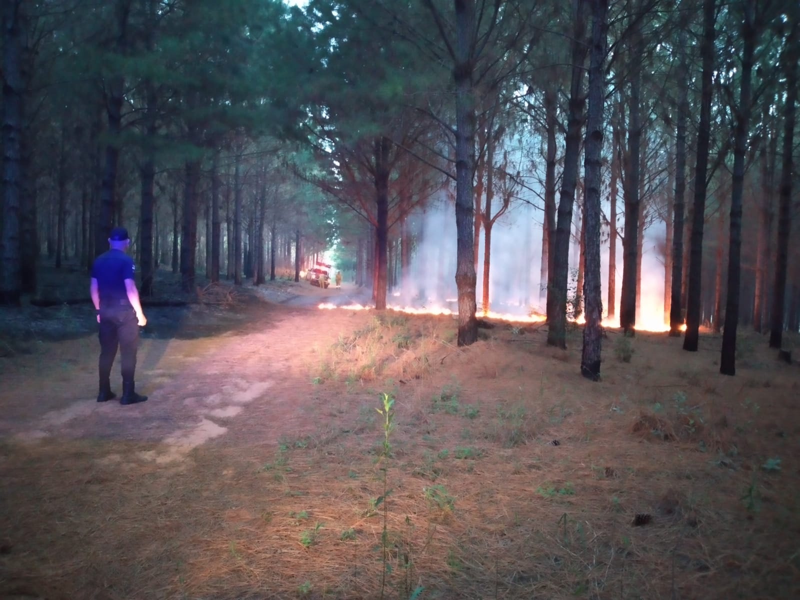 Extinguen fuego en malezas y árboles de pino en San Ignacio imagen-2