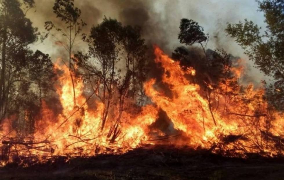 Corrientes y Entre Ríos son las únicas provincias con incendios forestales activos imagen-5