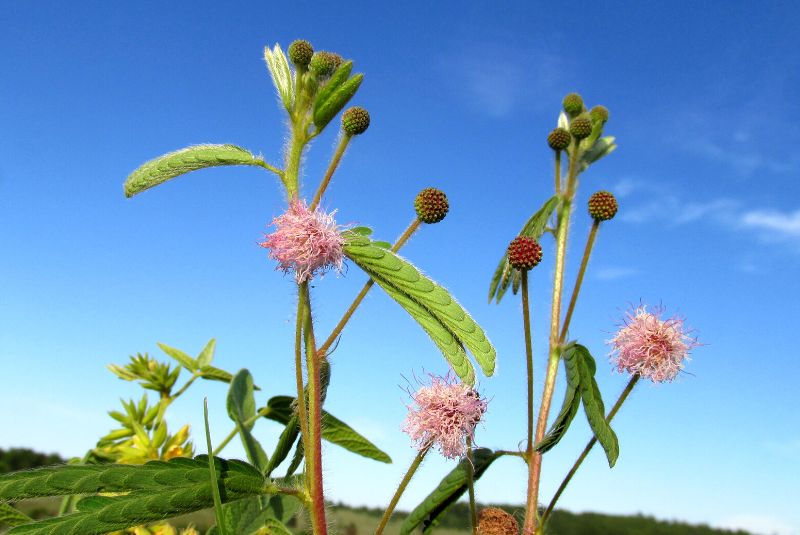 Mimosa serra : Descubren una nueva especie de flor en el sur de Misiones imagen-5