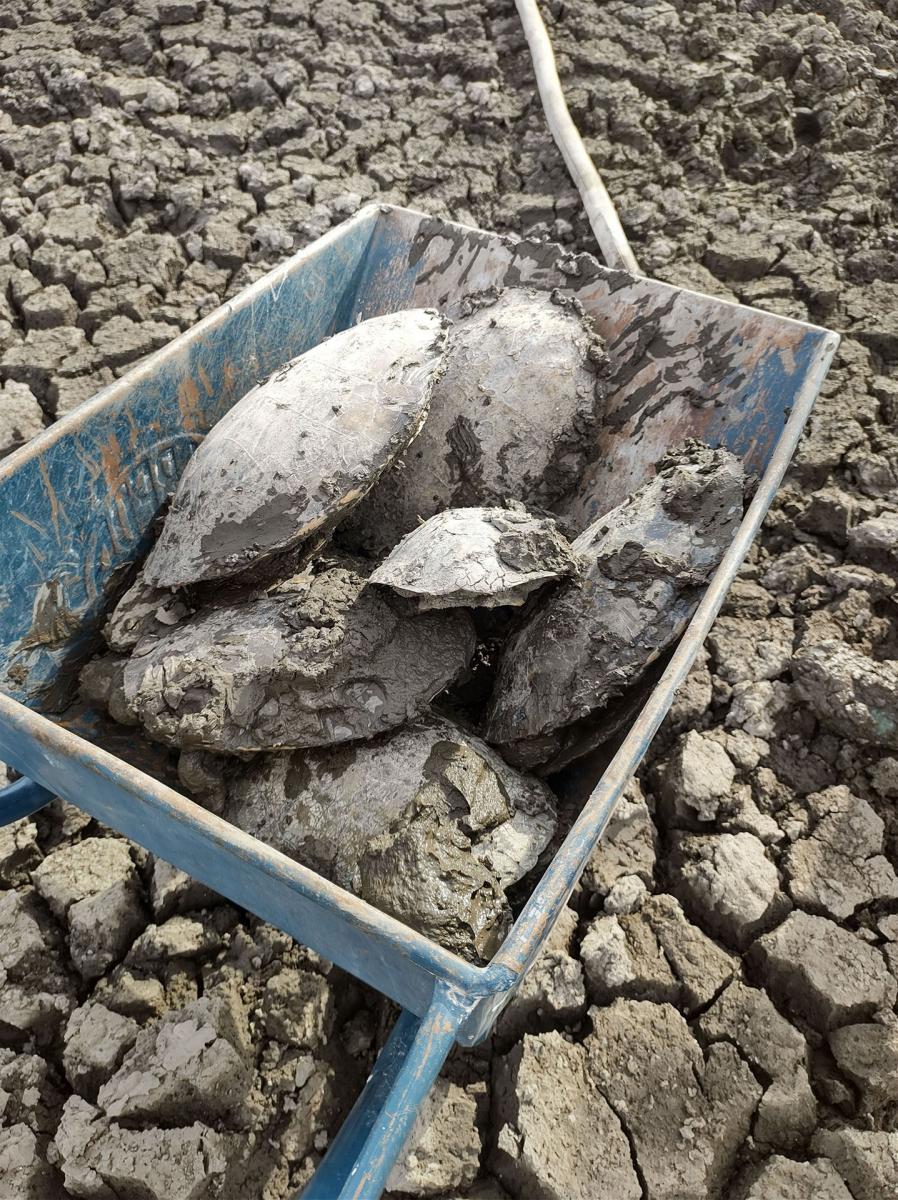Corrientes: una familia rescató más de 70 tortugas de una laguna que se secó imagen-2