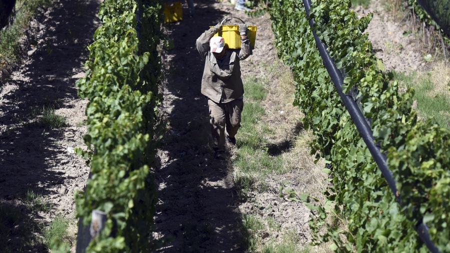 Sector vitivinícola: el Gobierno anunció que habrá financiamiento y dólar diferencial imagen-2