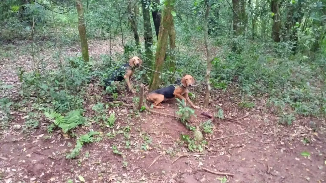 Cazadores furtivos abandonaron a sus perros y presas para evitar ser atrapados imagen-2