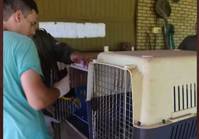 Tucanes inician proceso de rehabilitación en el parque El Puma imagen-2