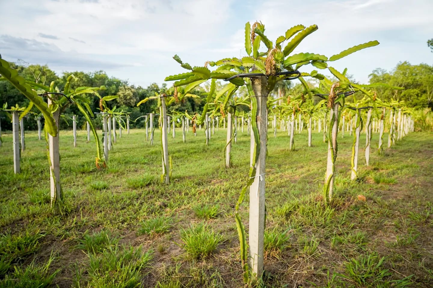 Passalacqua visitó a productor de pitaya en Cerro Azul, la fruta que puede revolucionar la producción misionera imagen-4