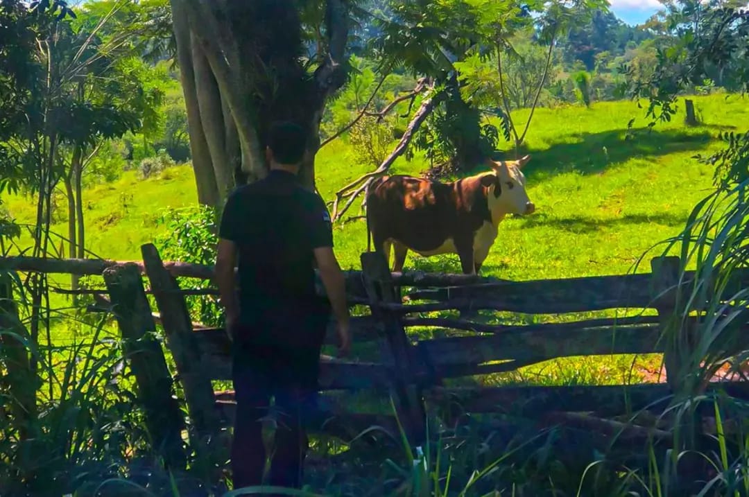 En patrullajes rurales recuperaron una vaca que fue robada a un colono de Gobernador López imagen-2