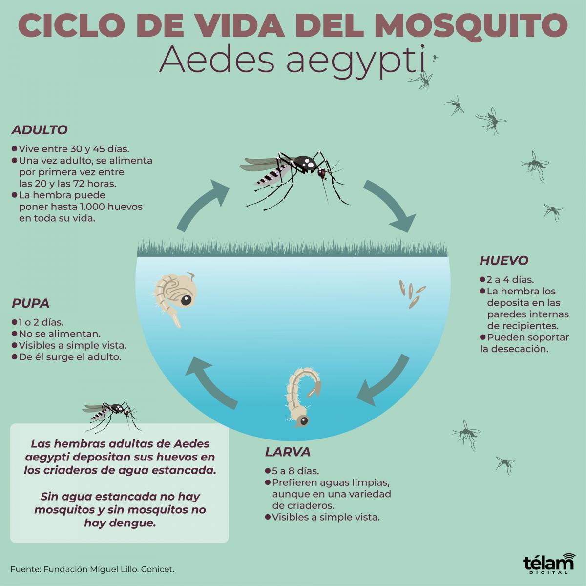 Eliminar los criaderos de mosquitos y no automedicarse, entre las claves contra el dengue imagen-4