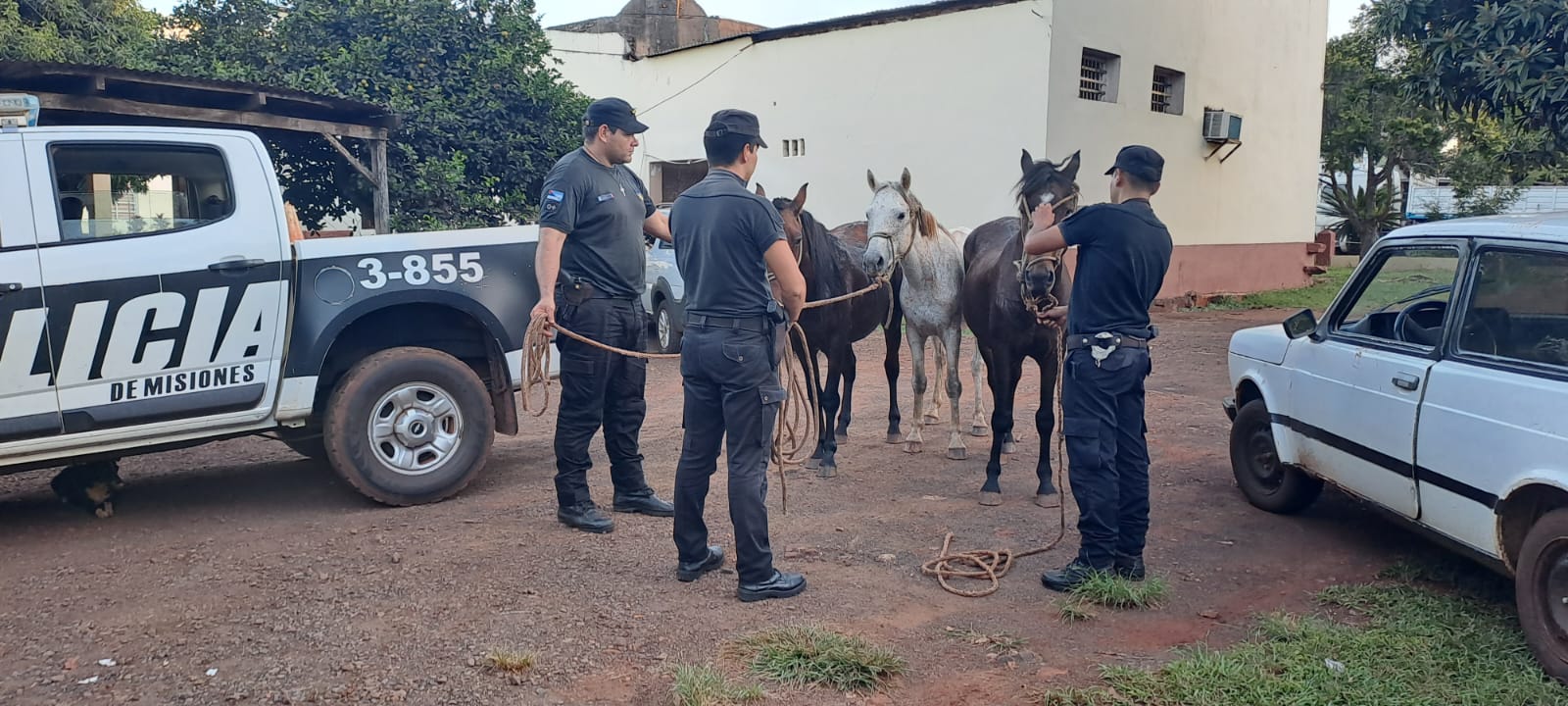 Vendieron por internet tres caballos robados y la Policía los recuperó imagen-2